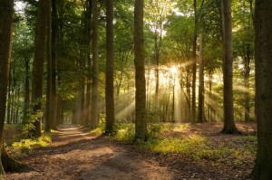 pratiques funéraires écologiques
