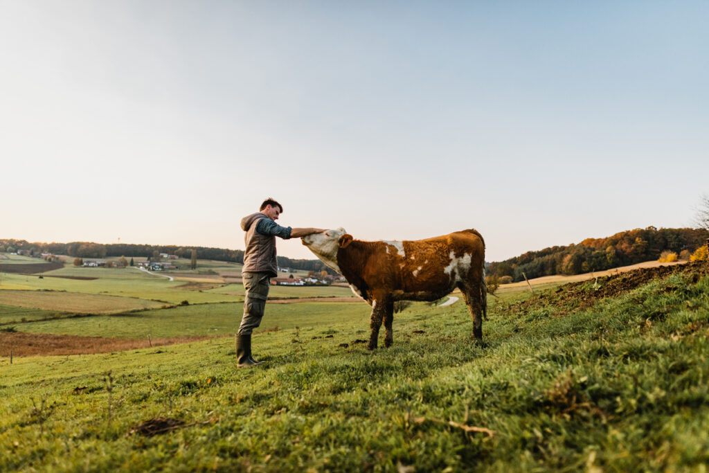 Mutuelle agricole : homme caressant une vache 